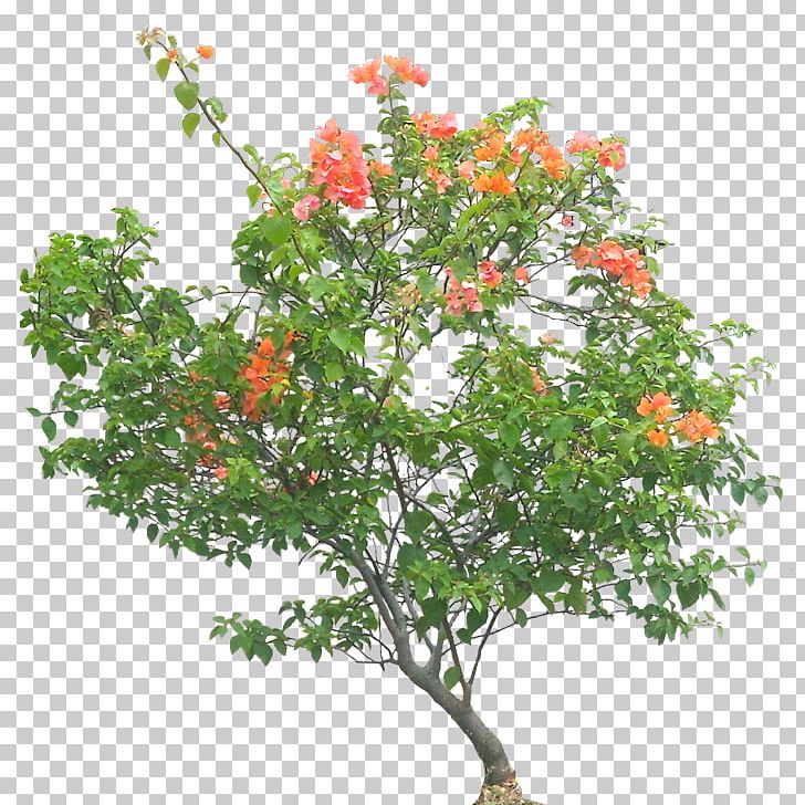 Bougainvillea Glabra Tree Shrub Flower Plant PNG, Clipart, Bougainvillea, Bougainvillea Glabra, Branch, Computer Icons, Evergreen Free PNG Download
