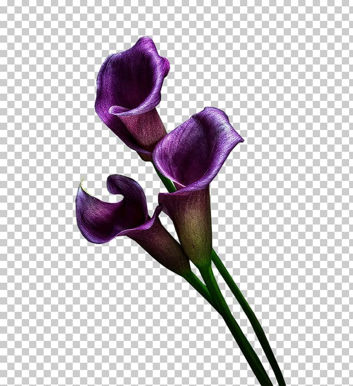 Cut Flowers Plant Stem Petal PNG, Clipart, Arum, Cicek, Cicekler, Cicek Resimleri, Cut Flowers Free PNG Download