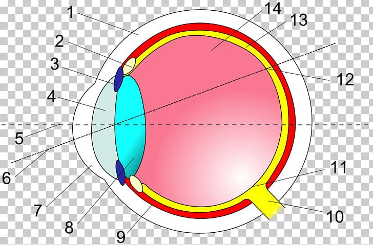 Human Eye Cross Section Retina Anatomy PNG, Clipart, Anatomy, Angle, Area, Choroid, Ciliary Body Free PNG Download