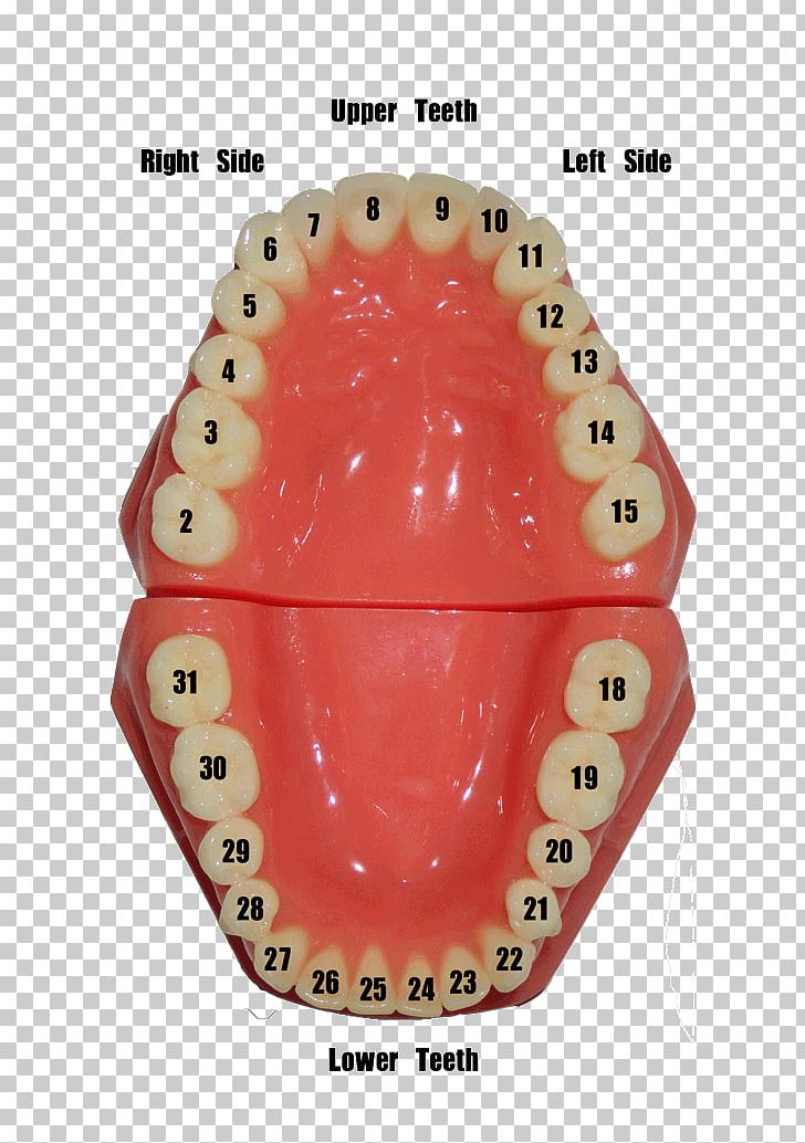 Human Tooth Dentistry Number Gums PNG, Clipart, Chart, Cosmetic Dentistry, Dental Mirror, Dental Restoration, Dentist Free PNG Download