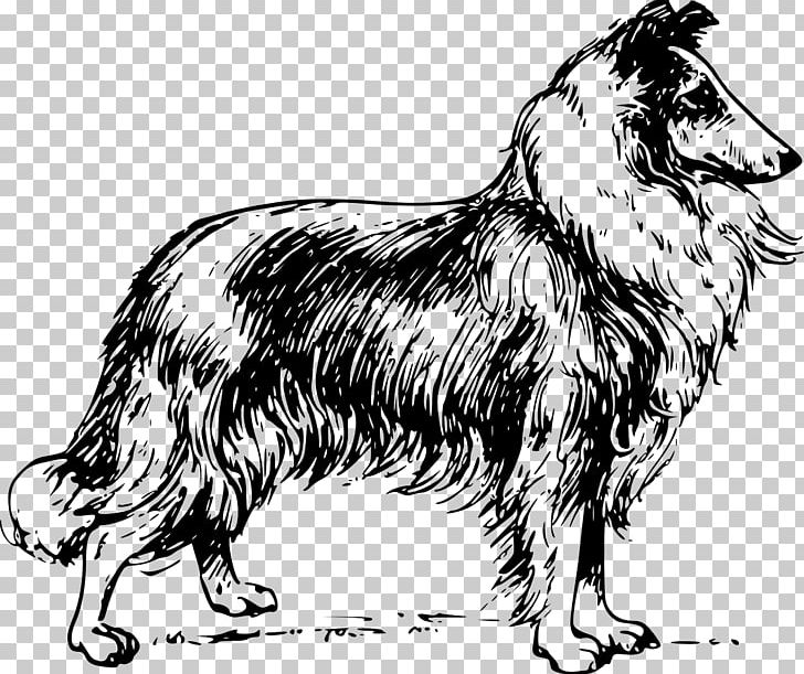 Rough Collie Border Collie Scotch Collie Bearded Collie Shetland Sheepdog PNG, Clipart, Black And White, Border Collie Clipart, Carnivoran, Collie, Dog Free PNG Download