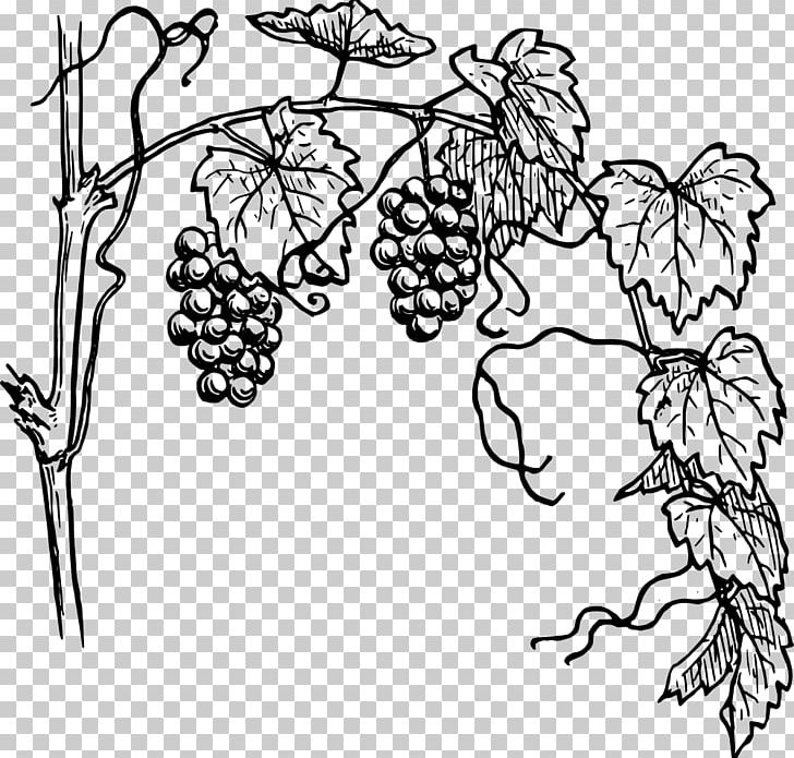 Common Grape Vine Drawing PNG, Clipart, Area, Black And White, Blackberry, Branch, Coloring Book Free PNG Download