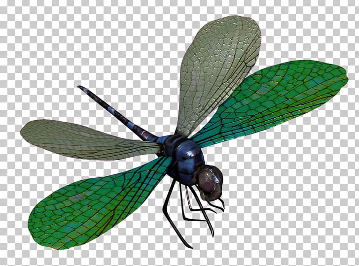 Dragonfly Animal Magic Poems PNG, Clipart, 3d Modeling, Animal, Arthropod, Copying, Desktop Wallpaper Free PNG Download