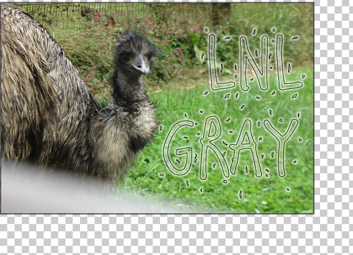 Emu Common Ostrich Llama Fauna Pasture PNG, Clipart, Camel Like Mammal, Common Ostrich, Emu, Fauna, Flightless Bird Free PNG Download