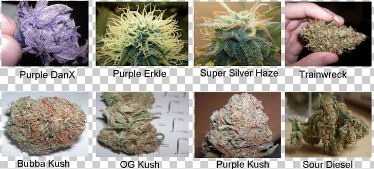 Medical Cannabis Strain White Widow Kush PNG, Clipart, Blue Dream, Cannabis, Cannabis Ruderalis, Cannabis Sativa, Hash Oil Free PNG Download