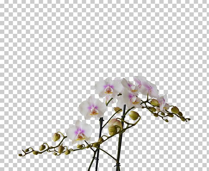 Moth Orchids Cut Flowers Floral Design Plant Stem PNG, Clipart, Blossom, Body Jewellery, Body Jewelry, Branch, Cut Flowers Free PNG Download