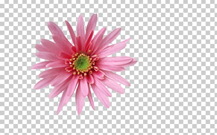 Animation PNG, Clipart, Animation, Chrysanthemum, Chrysanths, Computer Graphics, Dahlia Free PNG Download