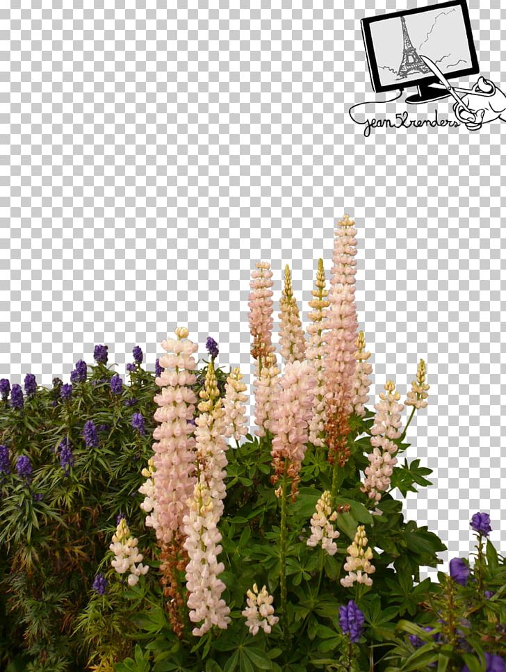 Lupine Encapsulated PostScript PNG, Clipart, Computer Icons, Download, Encapsulated Postscript, English Lavender, Flora Free PNG Download