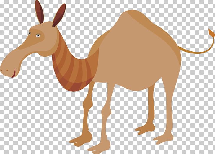 Dromedary Horse Pack Animal Fauna Wildlife PNG, Clipart, Animal, Animals, Arabian Camel, Camel, Camel Free PNG Download