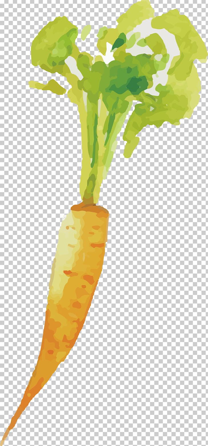 Carrot Vegetable PNG, Clipart, Color, Daucus, Drawing, Euclidean Vector, Flower Free PNG Download