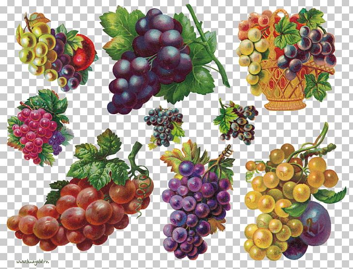 Fruit Auglis Painting PNG, Clipart, Decoupage, Encapsulated Postscript, Flowering Plant, Food, Fruit Free PNG Download