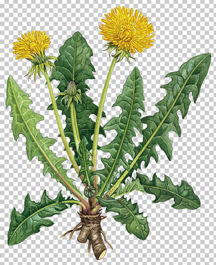 Alternative Health Services Naturopathy Medicine Herb PNG, Clipart, Dandelion, Disease, Family Medicine, Flower, Flowering Plant Free PNG Download