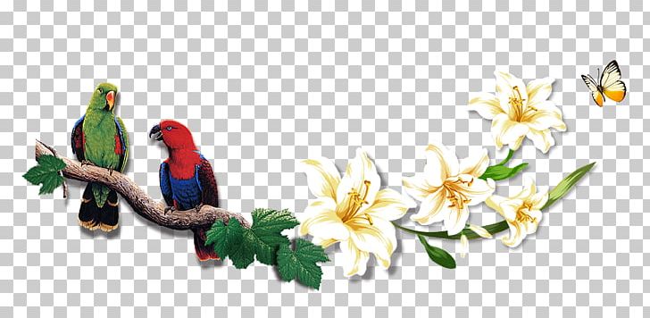 Bird Beak Parrot PNG, Clipart, Adobe Illustrator, Animals, Art, Beak, Beautifully Free PNG Download