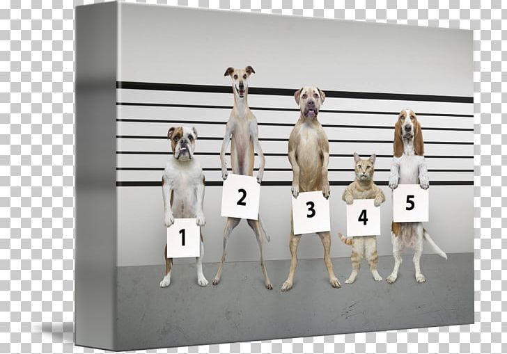 Cat Dog Police Lineup Pet PNG, Clipart, Animal, Animals, Cat, Dog, Pet Free PNG Download