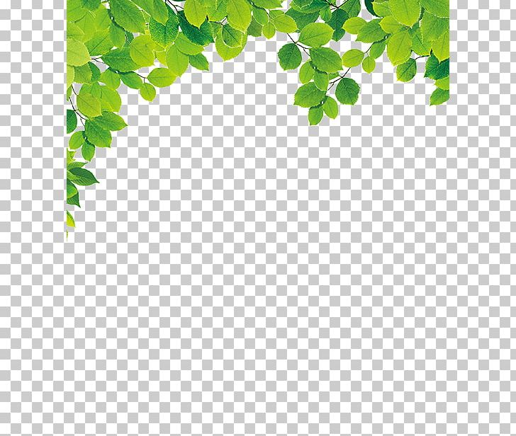 Green Leaf PNG, Clipart, Background, Background Green, Branch, Data, Data Compression Free PNG Download