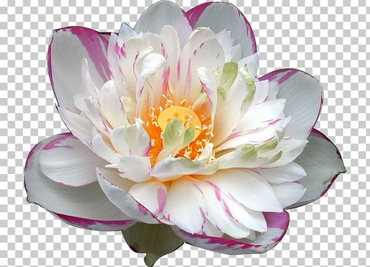 Nelumbo Nucifera Nymphaea Lotus Egyptian Lotus Flower Aquatic Plant PNG, Clipart, Artificial Flower, Continental, Dark, Egyptian Lotus, Fairy Free PNG Download