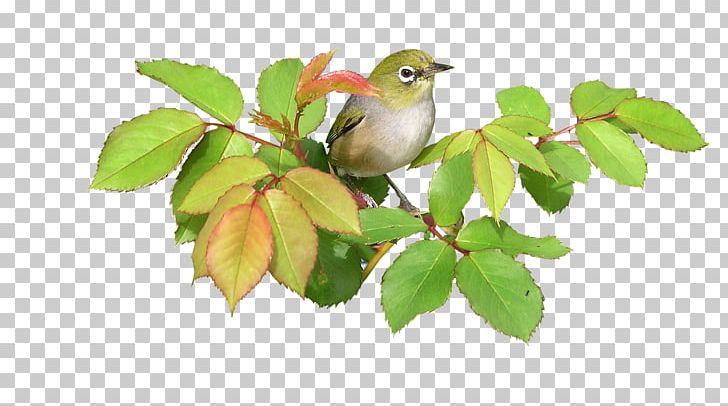 Photography Bird PNG, Clipart, Beak, Bird, Branch, Cut Out, Document File Format Free PNG Download