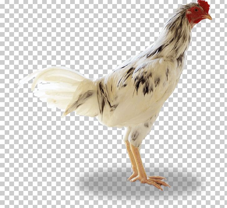 Rooster Ayam Kampong Broiler Sentul City PNG, Clipart, Ayam Kampong, Balitnak Bpt, Beak, Bird, Broiler Free PNG Download