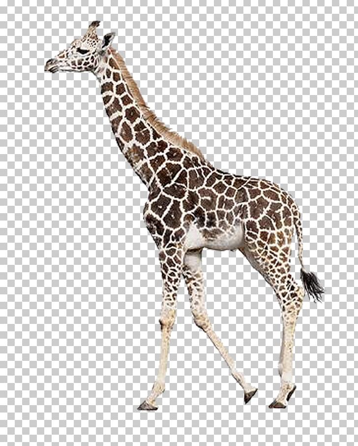 Rothschild's Giraffe Northern Giraffe Leopard Mammal Stock Photography PNG, Clipart, Animal, Animal Figure, Animals, Camelopardalis, Giraffe Free PNG Download