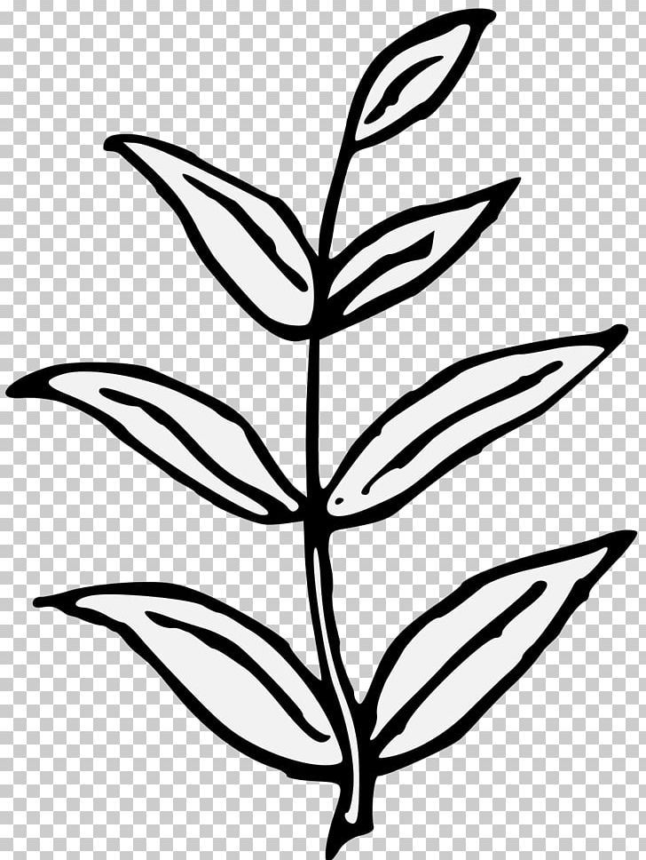 Branch Plant Stem Art Tree Leaf PNG, Clipart, Art, Artwork, Beech, Black And White, Branch Free PNG Download