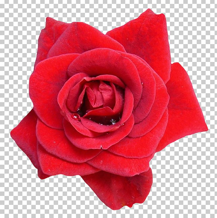 Flower Rose Oil PNG, Clipart, Artificial Flower, Cut Flowers, Download, Floribunda, Flower Free PNG Download