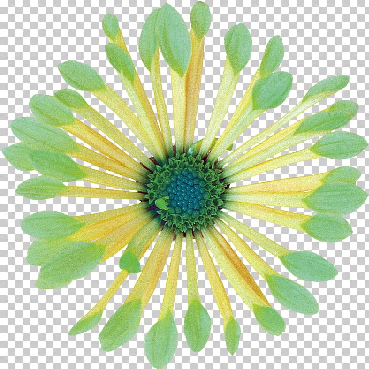 Icon Design Symbol Child PNG, Clipart, Annual Plant, Aster, Chrysanths, Computer Icons, Cut Flowers Free PNG Download