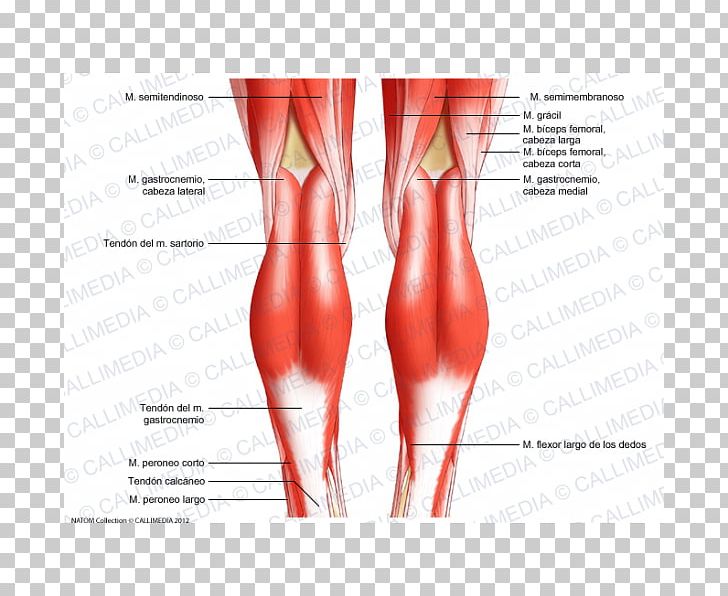 Knee Human Body Tendon Anatomy Diagram PNG, Clipart, Abdomen, Anatomy, Anterior Cruciate Ligament, Arm, Biceps Free PNG Download