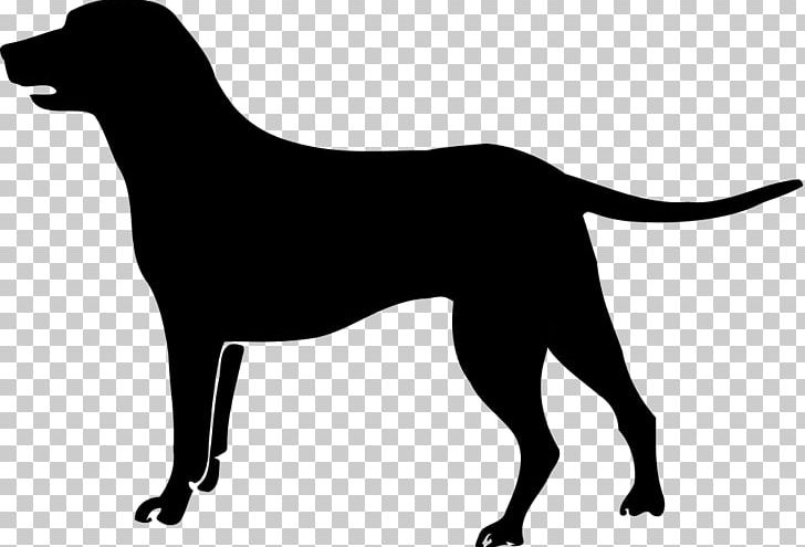Labrador Retriever Golden Retriever Puppy Vizsla Boston Terrier PNG, Clipart, Animal, Animals, Art Dog, Black, Black And White Free PNG Download