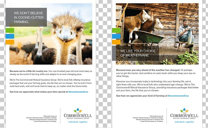 Mammal Advertising Fauna Brand PNG, Clipart, Advertising, Brand, Brochure, Creative Ostrich, Fauna Free PNG Download