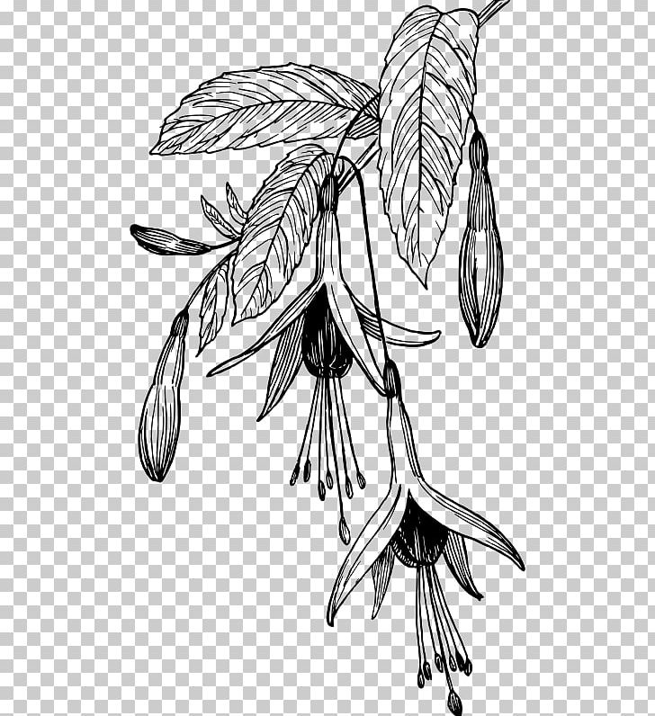 Fuchsia Black And White Drawing PNG, Clipart, Art, Artwork, Black, Branch, Color Free PNG Download