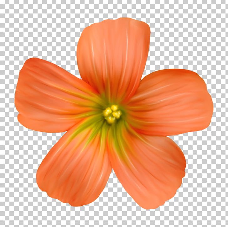 Petal Cut Flowers PNG, Clipart, Cut Flowers, Flower, Orange, Others, Peach Free PNG Download