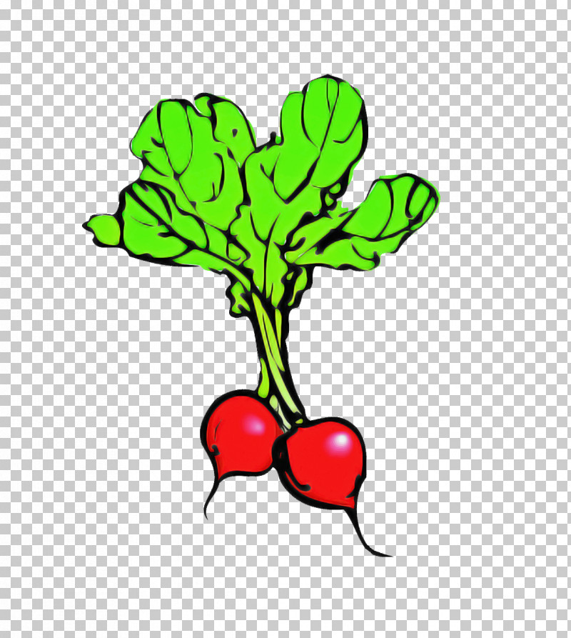 Radish Leaf Plant Beetroot Flower PNG, Clipart, Beetroot, Flower, Food, Leaf, Plant Free PNG Download