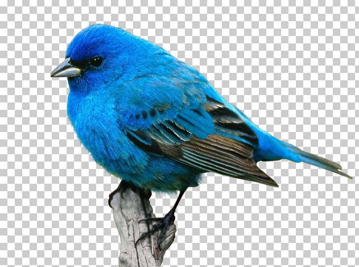 Bird Food Crane Desktop Eastern Bluebird PNG, Clipart, Animals, Araripe Manakin, Beak, Bee Hummingbird, Bird Free PNG Download