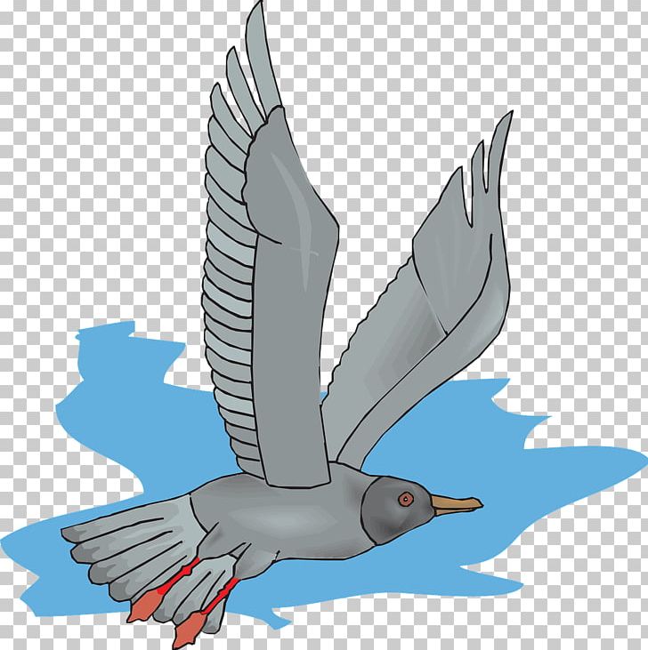 Bird Gulls Flight PNG, Clipart, Animal, Animals, Beak, Bird, Blog Free PNG Download