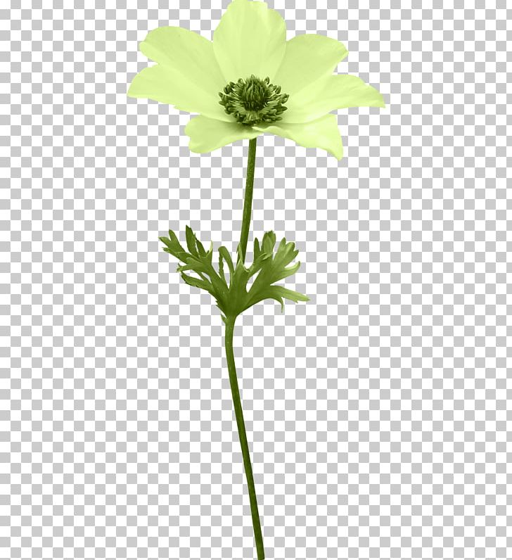 Cut Flowers Anemone PNG, Clipart, Anemone, Blog, Cut Flowers, Daisy Family, Download Free PNG Download