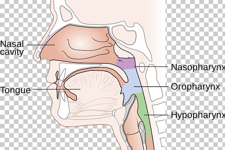 Nasopharynx Cancer Nasal Cavity Nose Diagram PNG, Clipart, Abdomen, Angle, Arm, Disease, Face Free PNG Download
