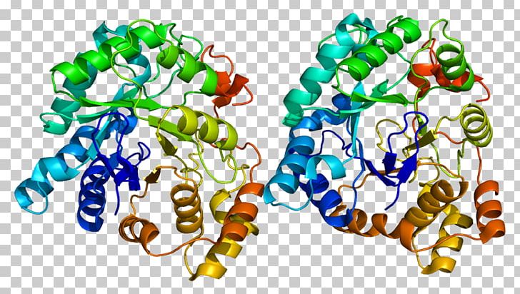 AKR1C3 Aldo-keto Reductase Enzyme 17β-Hydroxysteroid Dehydrogenase Gene PNG, Clipart, 1 C, Aldoketo Reductase, Art, C 3, Dehydrogenase Free PNG Download