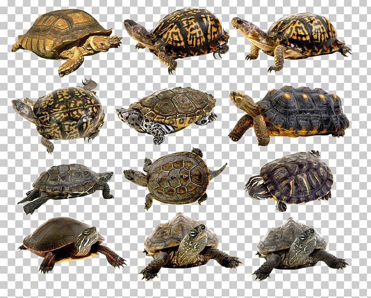 Box Turtles Common Snapping Turtle Tortoise Jabuti PNG, Clipart, Animal, Animals, Box Turtle, Box Turtles, Chelydridae Free PNG Download