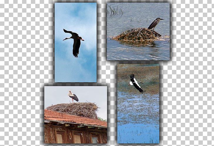 Ecosystem Fauna Water Bird Wildlife PNG, Clipart, Animals, Bird, Ecosystem, Fauna, Organism Free PNG Download