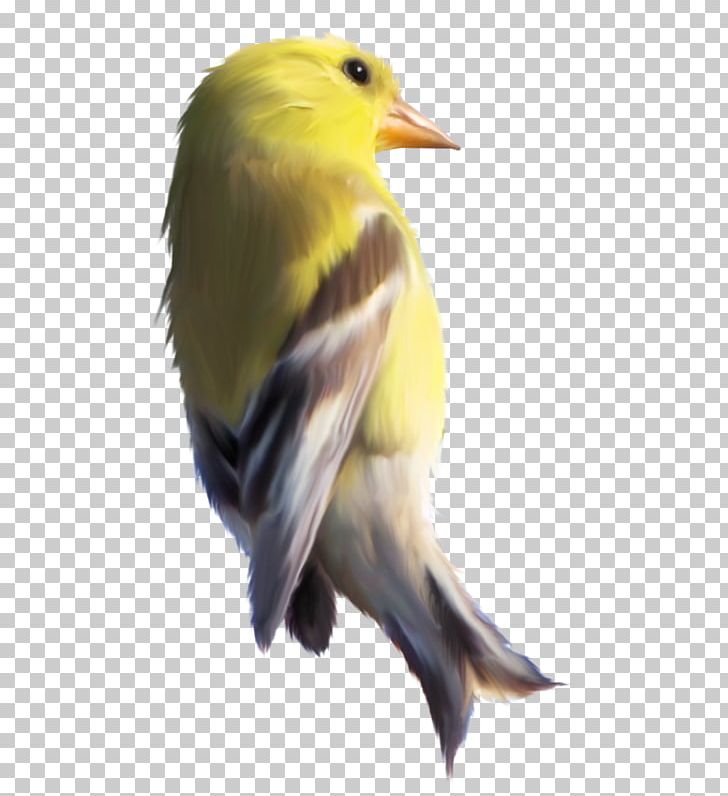 Eurasian Golden Oriole Passerine Bird Domestic Canary Portable Network Graphics PNG, Clipart, Animals, Beak, Bird, Blue, Domestic Canary Free PNG Download