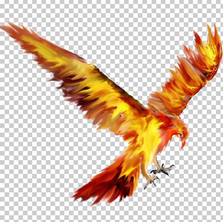Phoenix Lights Logo Fawkes Information PNG, Clipart, Accipitriformes, Beak, Bird, Bird Of Prey, Deviantart Free PNG Download