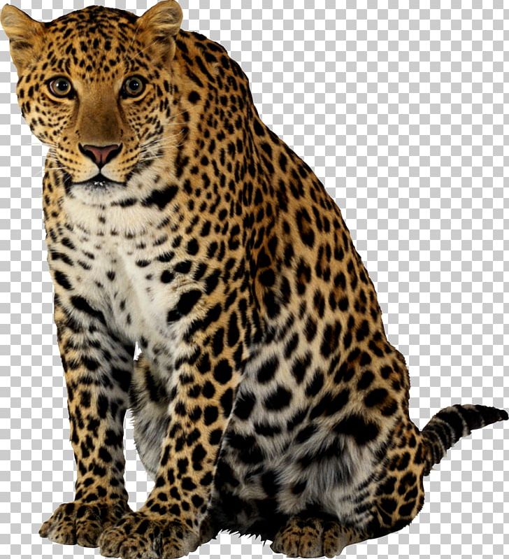 Snow Leopard Felidae Tiger PNG, Clipart, Animals, Big Cats, Carnivoran, Cat Like Mammal, Cheetah Png Free PNG Download