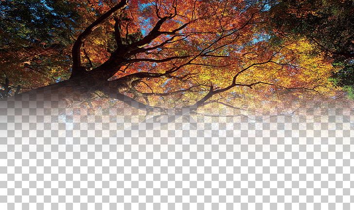Tree Forest Matorral PNG, Clipart, Autumn, Black Forest, Branch, Computer, Computer Wallpaper Free PNG Download