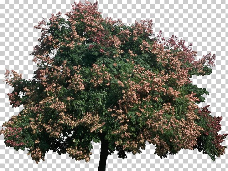 Tree Koelreuteria Bipinnata Plant Koelreuteria Paniculata Bark PNG, Clipart, Arbre Dalignement, Bark, Beech, Biology, Bush Free PNG Download