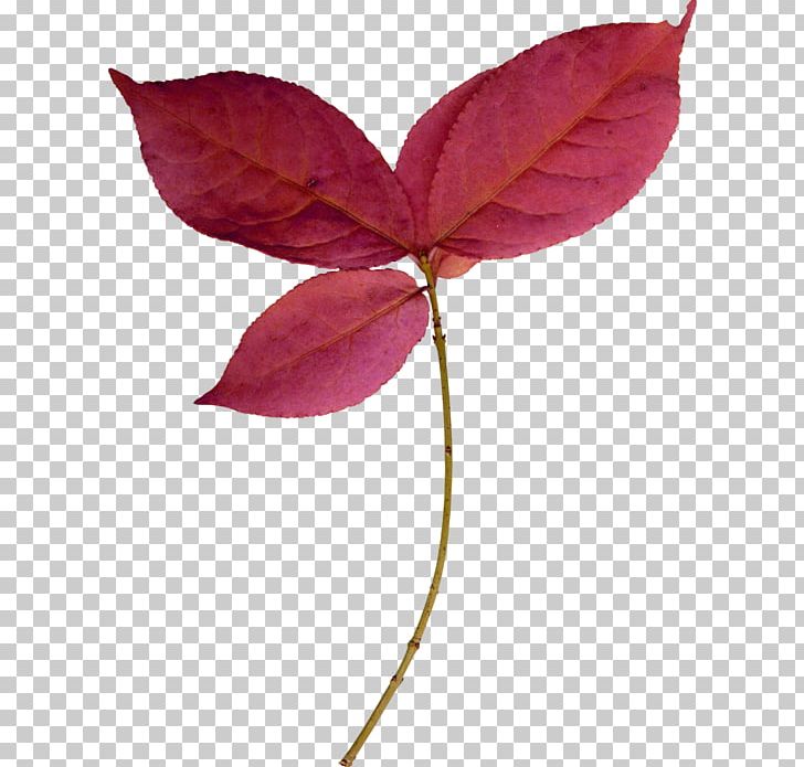 Twig Plant Stem Leaf Magenta Petal PNG, Clipart, Branch, Leaf, Magenta, Petal, Plant Free PNG Download