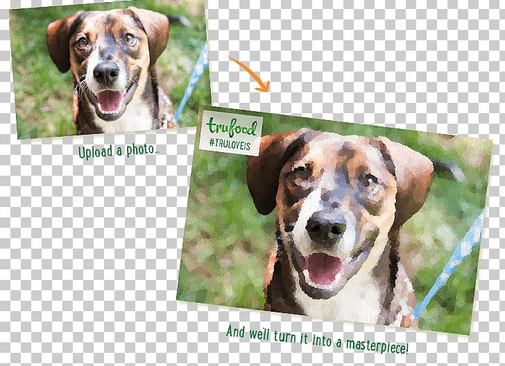 Beagle English Foxhound American Foxhound Harrier Treeing Walker Coonhound PNG, Clipart, Advertising, American Foxhound, Beagle, Black And Tan Coonhound, Breed Free PNG Download