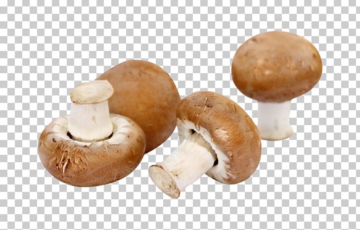 Common Mushroom Fungus Fungiculture Гъбите в България PNG, Clipart, Agaricaceae, Agaricomycetes, Agaricus, Braun, Champignon Mushroom Free PNG Download