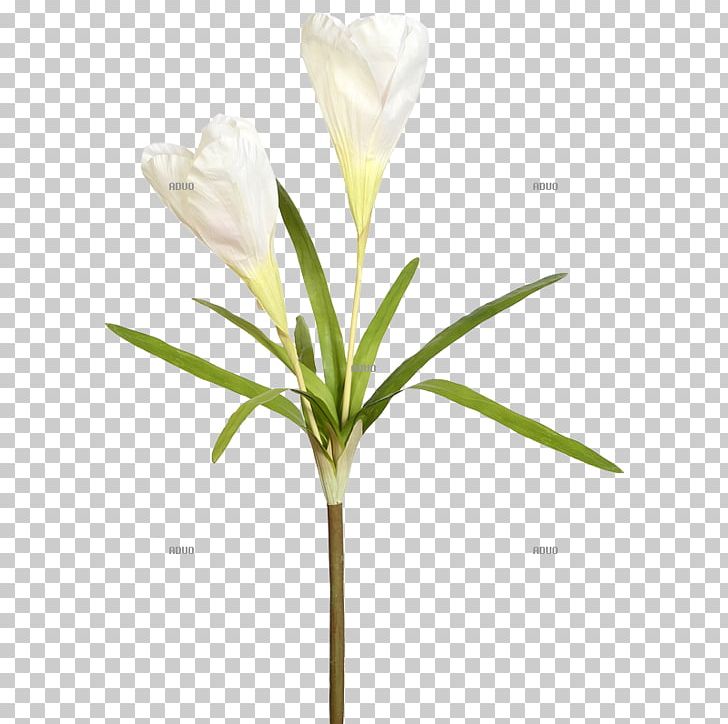 Crocus Iris Family Plant Cut Flowers Dekomarkt.de PNG, Clipart, Artificial Flower, Crocus, Cut Flowers, Dekomarktde Walter Langnickel Gmbh, Flower Free PNG Download