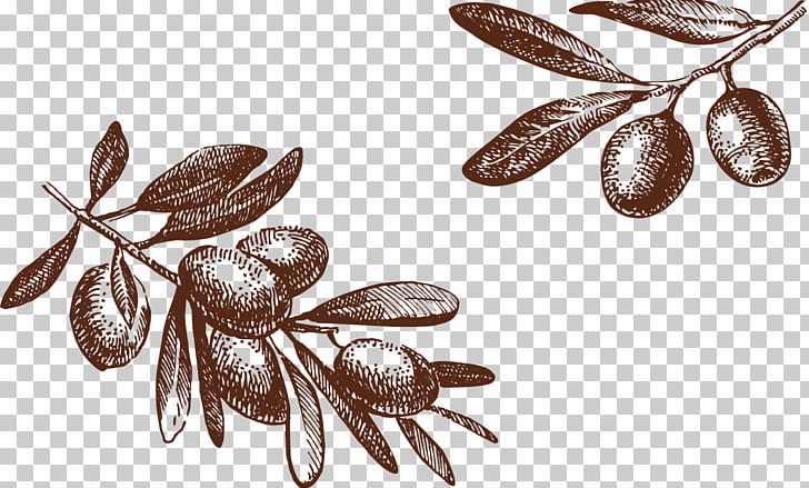 Olive Drawing Photography Illustration PNG, Clipart, Autumn Tree, Biancolilla, Christmas Tree, Euclidean Vector, Family Tree Free PNG Download