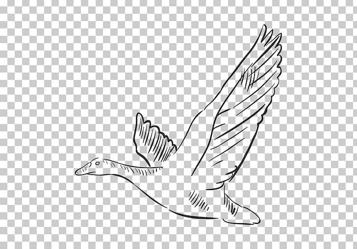Bird Gulls Drawing PNG, Clipart, Animals, Area, Arm, Art, Artwork Free PNG Download